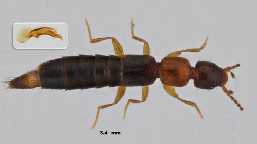 Réf. 275 300 : Sunius melanocephalus